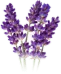 drug
