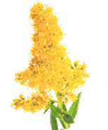 drug