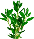 drug